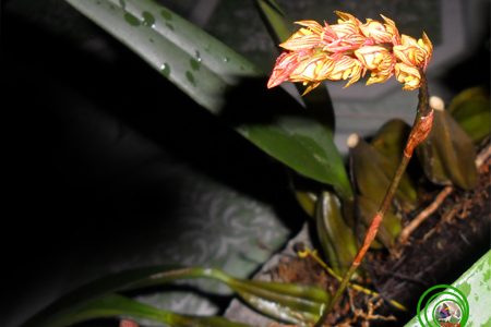 Lan lọng Bà Rịa - Bulbophyllum bariaense