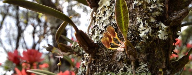 Lan lọng muỗng -  Bulbophyllum spathulatum
