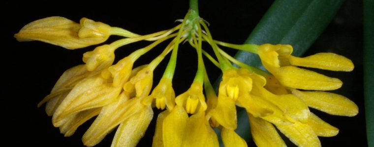 Lan lọng Việt Nam - Bulbophyllum vietnamense