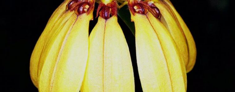 Lan lọng Cảnh - Bulbophyllum mastersianum