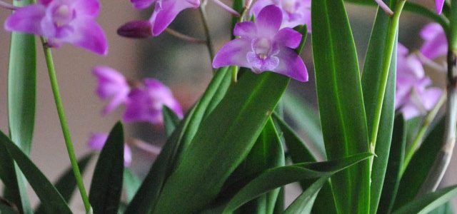 Hoàng thảo tím Dendrobium Kingianum