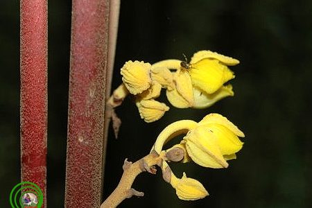 Galeola nudifolia - lan leo hoa trần, mùn vàng