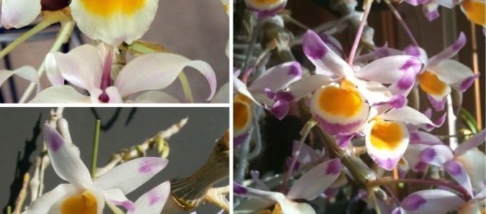 Hoa lan trúc phật bà- Nguồn gốc, đặc điểm, cách trồng và chăm sóc hoa lan trúc phật bà 1