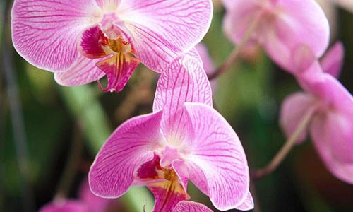 HOA PHONG LAN |Tuyệt chiêu chăm sóc hoa phong lan đẹp mỹ miều