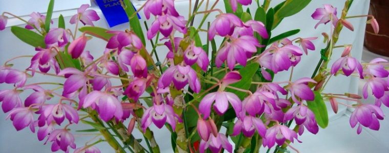 Lan đùi gà dẹt: Cách trồng và chăm sóc cây ra hoa đẹp